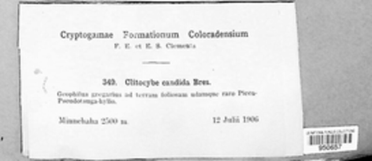 Aspropaxillus candidus image